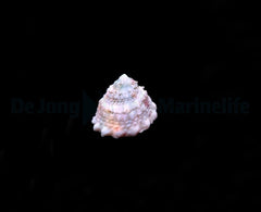 Lithopoma tectum