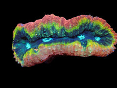 Lobophyllia sp. (Rainbow) (M) pb 655