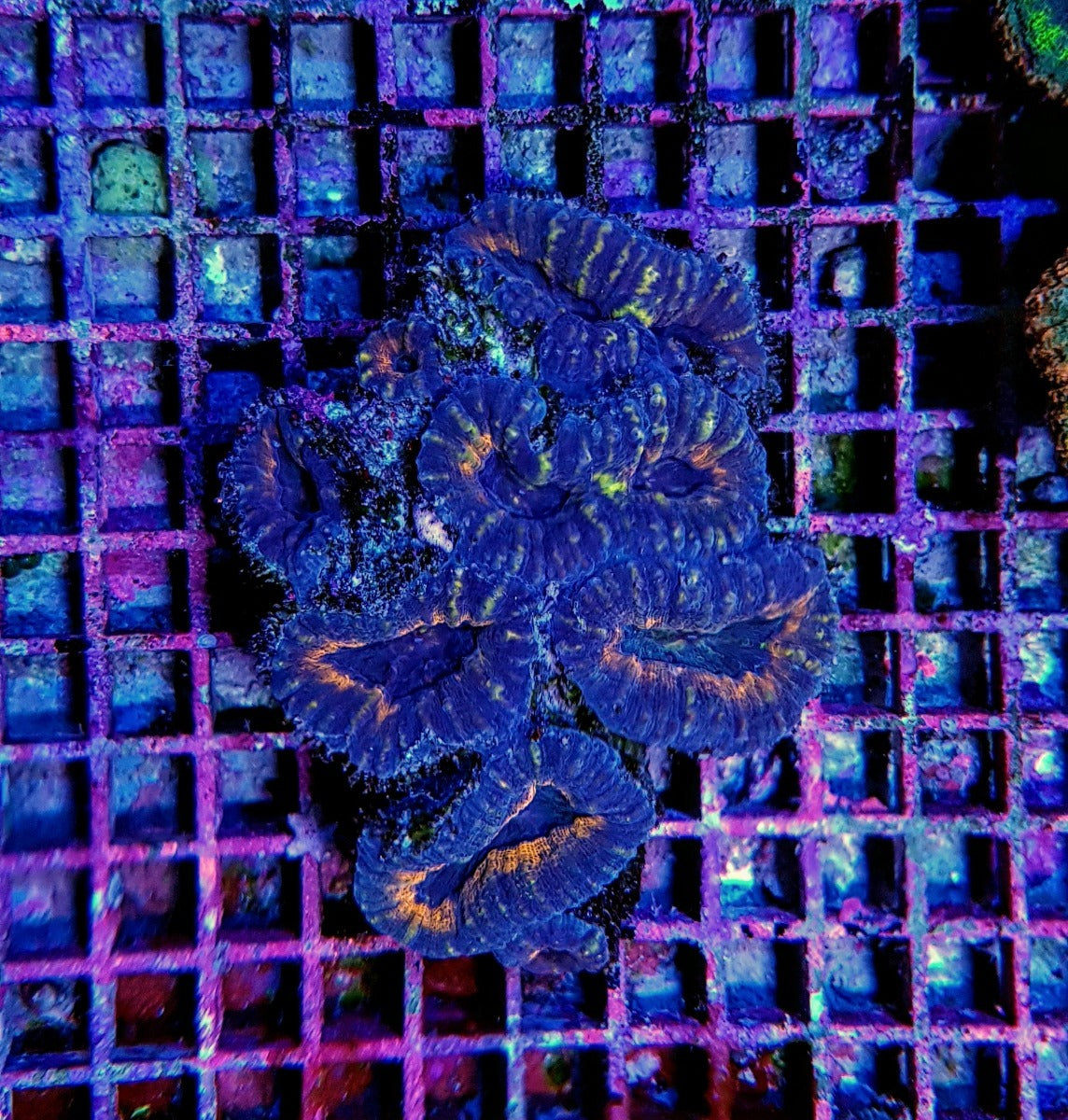 Lobophyllia spp. (Common)