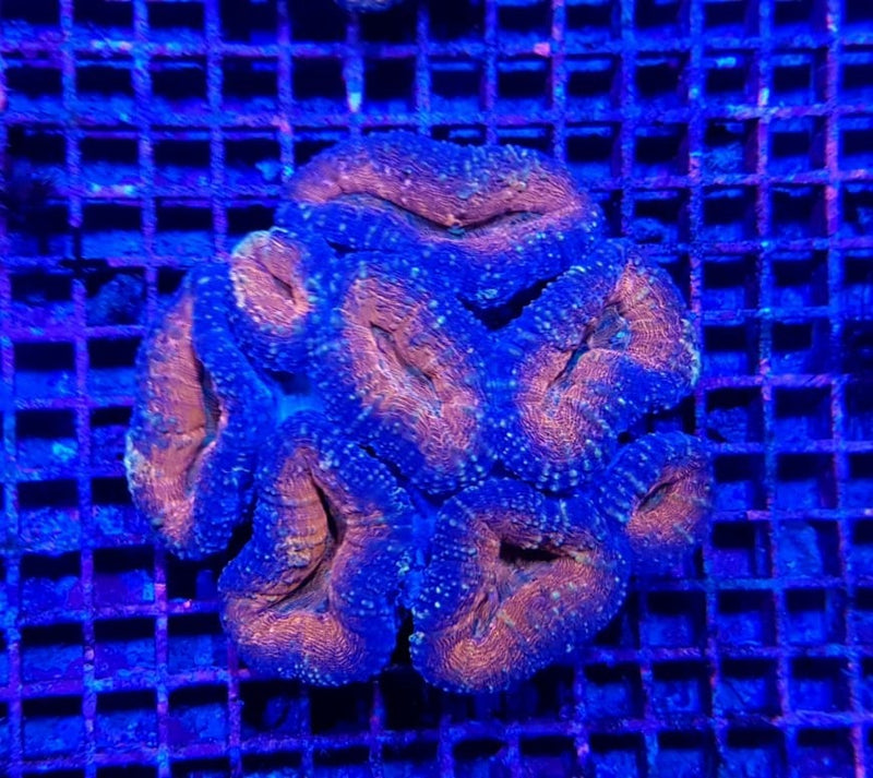 Lobophyllia spp. (Orange-Red)