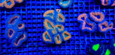 Lobophyllia spp. (Orange-Red) (Premium)