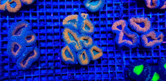 Lobophyllia spp. (Orange-Red) (Premium)