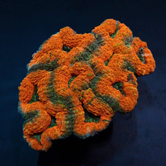 Lobophyllia spp. (Orange-Red) (Premium)