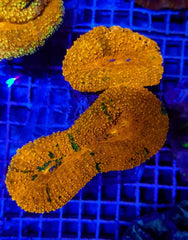 Lobophyllia spp. (Orange-Red) (Ultra)