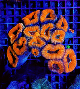 Lobophyllia spp. (Orange-Red) (Ultra)
