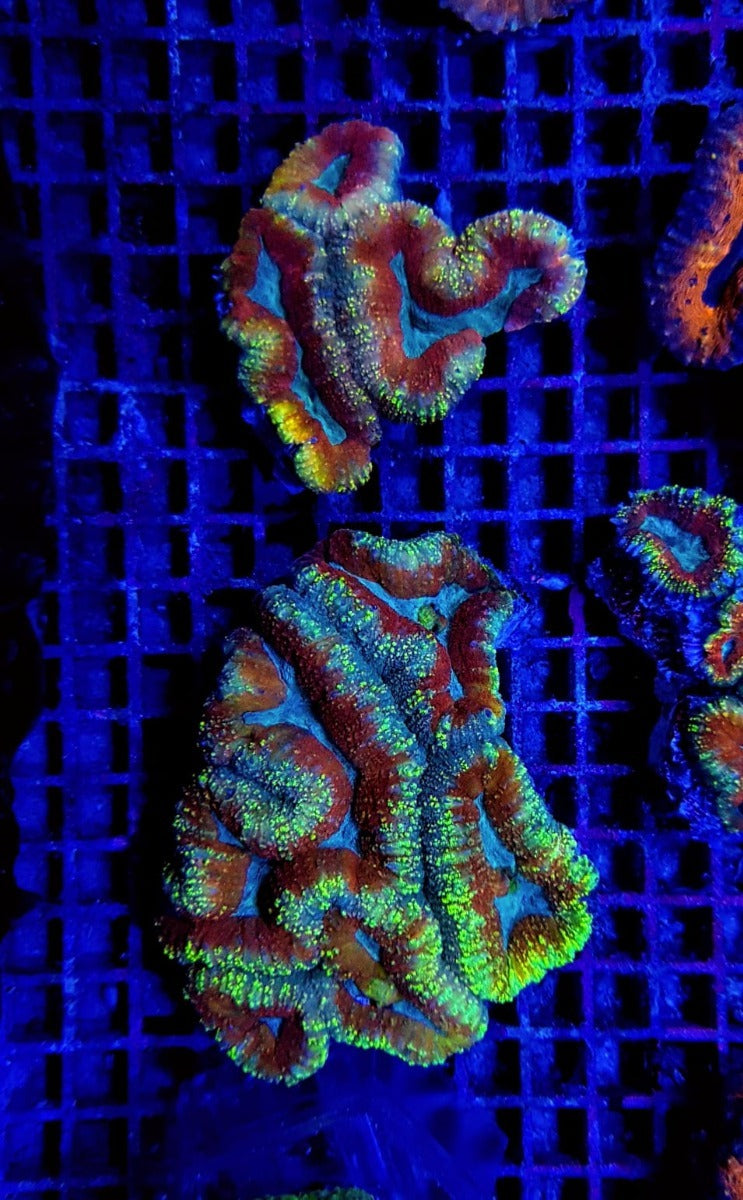 Lobophyllia spp. (Rainbow)