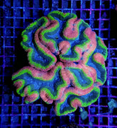 Lobophyllia spp. (Splitcolor) (Premium)