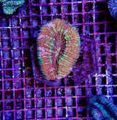 Lobophyllia vitiensis (Assorted Colors)