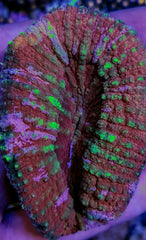 Lobophyllia vitiensis (Assorted Colors)