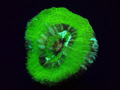 Lobophyllia vitiensis (Assorted Colors)