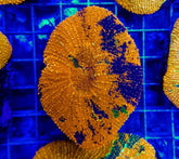 Lobophyllia vitiensis (Orange)