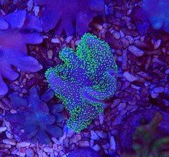 Lobophytum spp. (Fluor Green)