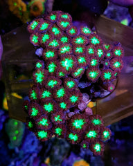 Blastomussa merletti