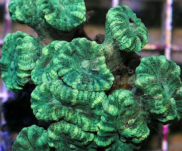Caulastraea curvata (Green)