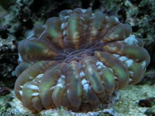 Cynarina lacrymalis