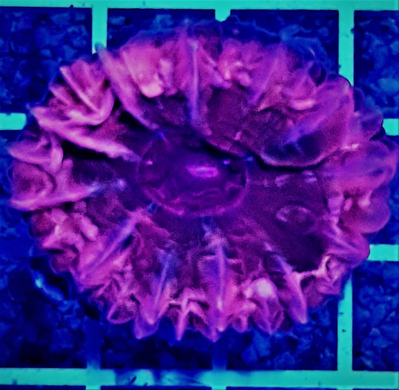 Cynarina spp. (Premium)