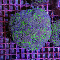 Euphyllia ancora (Two Tone)