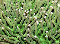 Heliofungia actiniformis (Green)