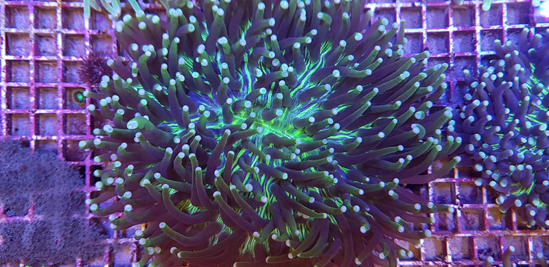Heliofungia actiniformis Two Tone