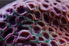 Montastrea spp.