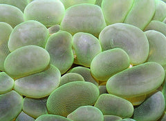 Plerogyra sinuosa (Green)