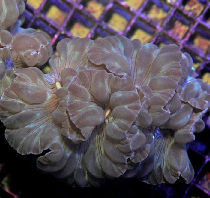 Plerogyra turbida