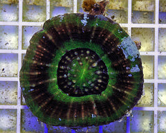 Scolymia australis (Ufo)