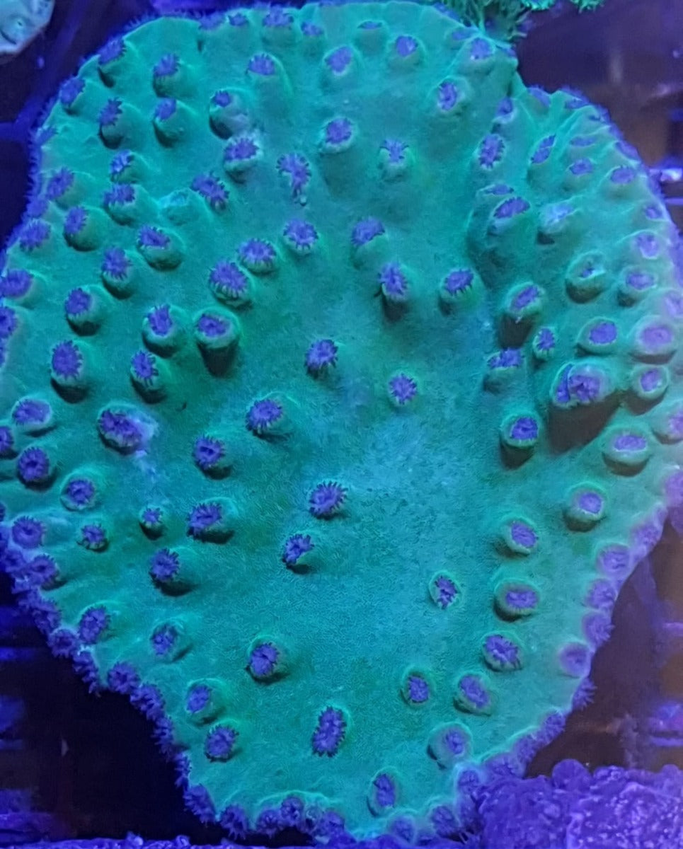 Turbinaria peltata