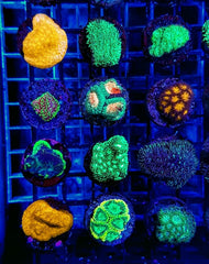 LPS (Premium) (frag)