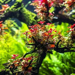 Ludwigia palustrusi super red in pot