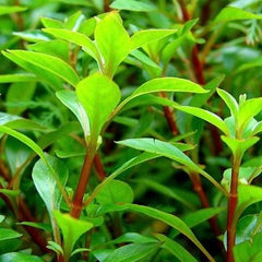 Ludwigia palustris green in pot @