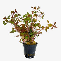 Ludwigia specie mini super red in pot #