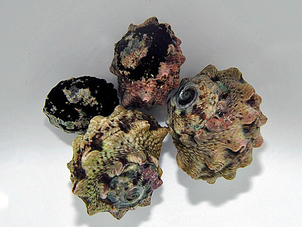 Lunella coronata