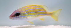 Lutjanus kasmira