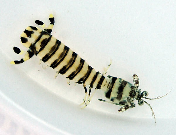Lysiosquillina maculata