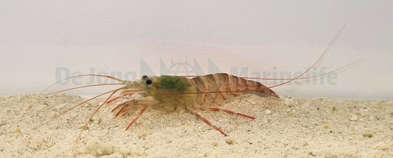 Lysmata kuekenthali