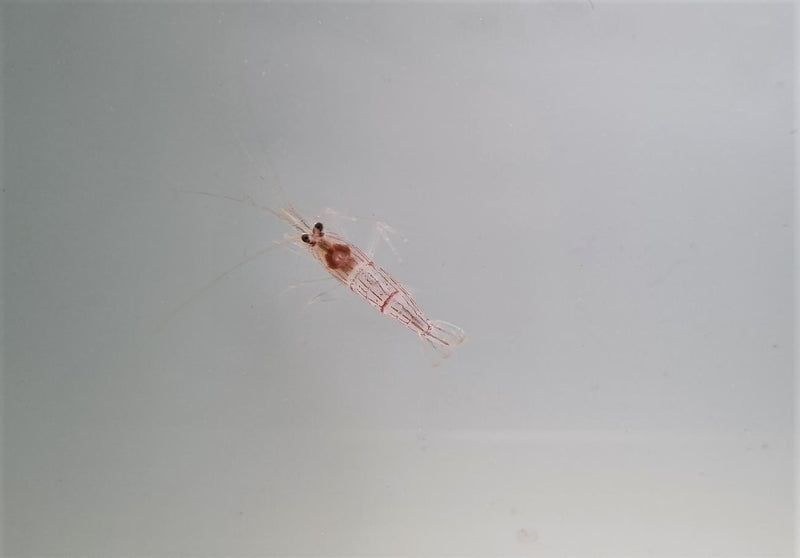 Lysmata vittata