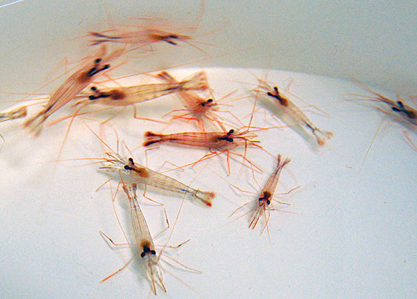 Lysmata wurdemanni - T.B.