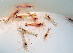 Lysmata wurdemanni - T.B.