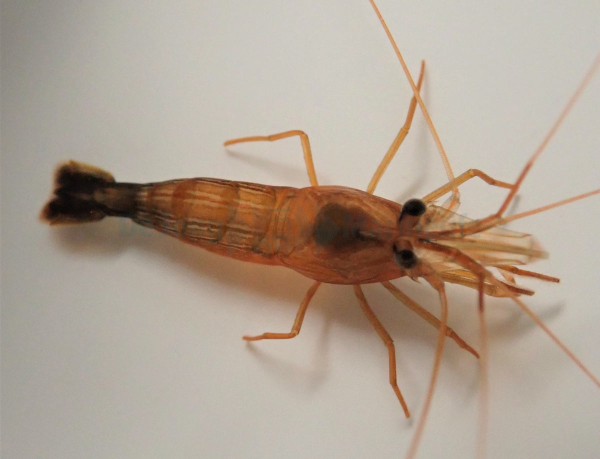 Lysmata wurdemanni