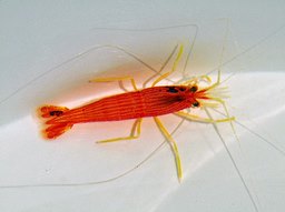 Lysmatella prima