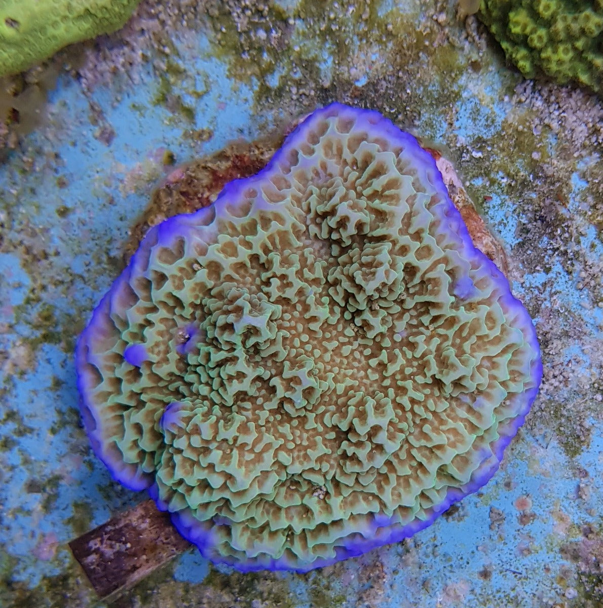 Montipora undata