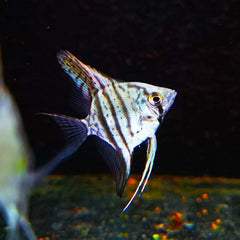 Pt.scalare Maanvis blue sapphire