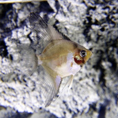 Pt.scalare Maanvis ghost SM