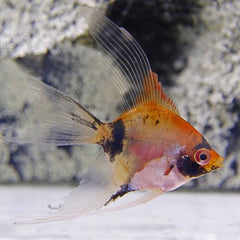 Pt.scalare sp.red devil SM