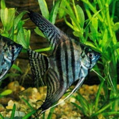 Pt.scalare Maanvis zebra SM