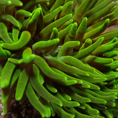 Macrodactyla doreensis (Green)