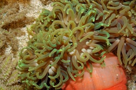 Macrodactyla doreensis (Green)