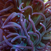 Macrodactyla doreensis (Purple)