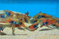 Macropharyngodon bipartitus (female)
